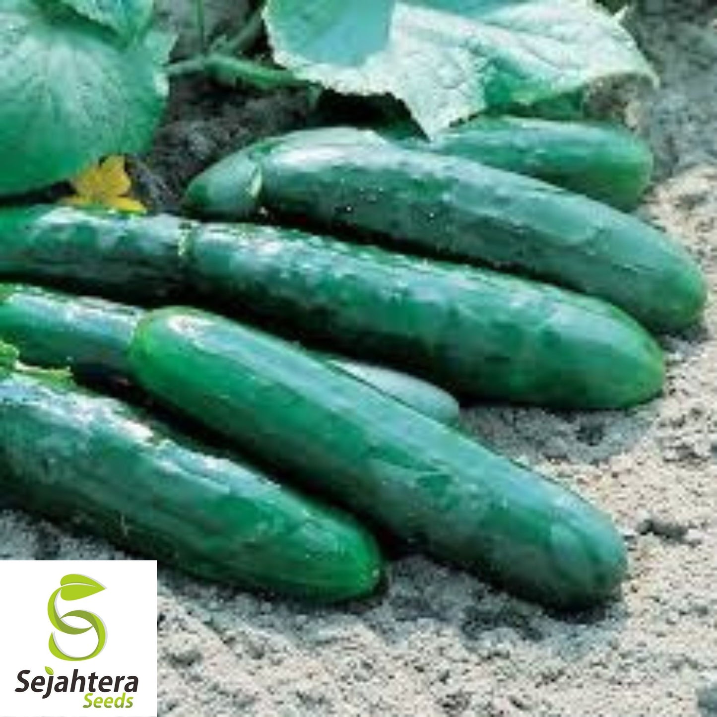 Marketmore 76 Cucumber Seeds - 100+ Heirloom - Organic, Non-GMO & High Yield
