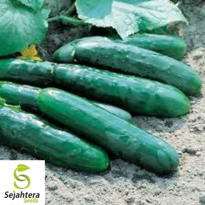 Marketmore 76 Cucumber Seeds - 100+ Heirloom - Organic, Non-GMO & High Yield