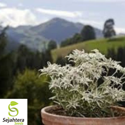 200+ Edelweiss Seeds - Leontopodium Alpinum, Alpine Herb, Heirloom & Hardy