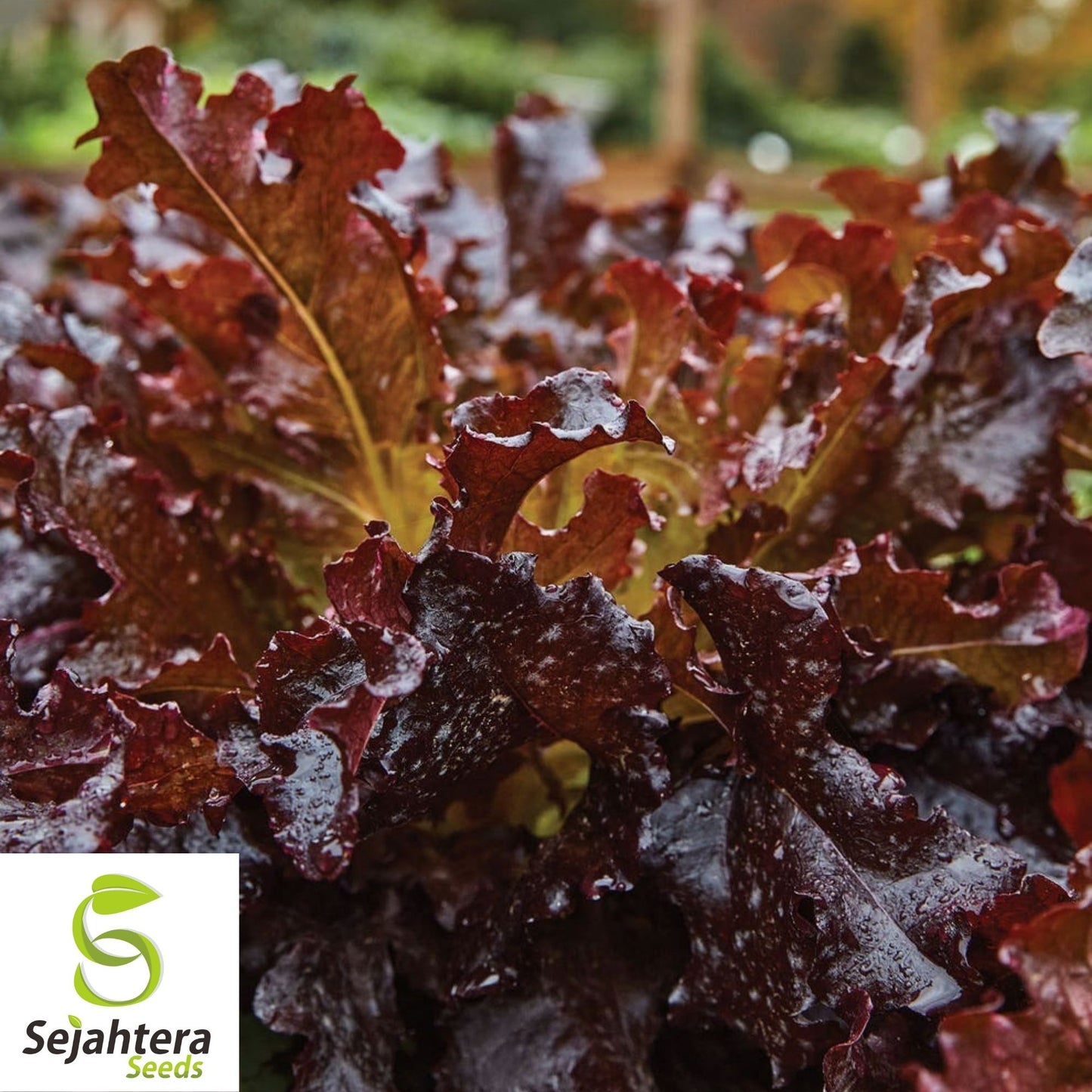 1000 Red Salad Bowl Lettuce Seeds - Non-GMO, Tender & Vibrant Greens