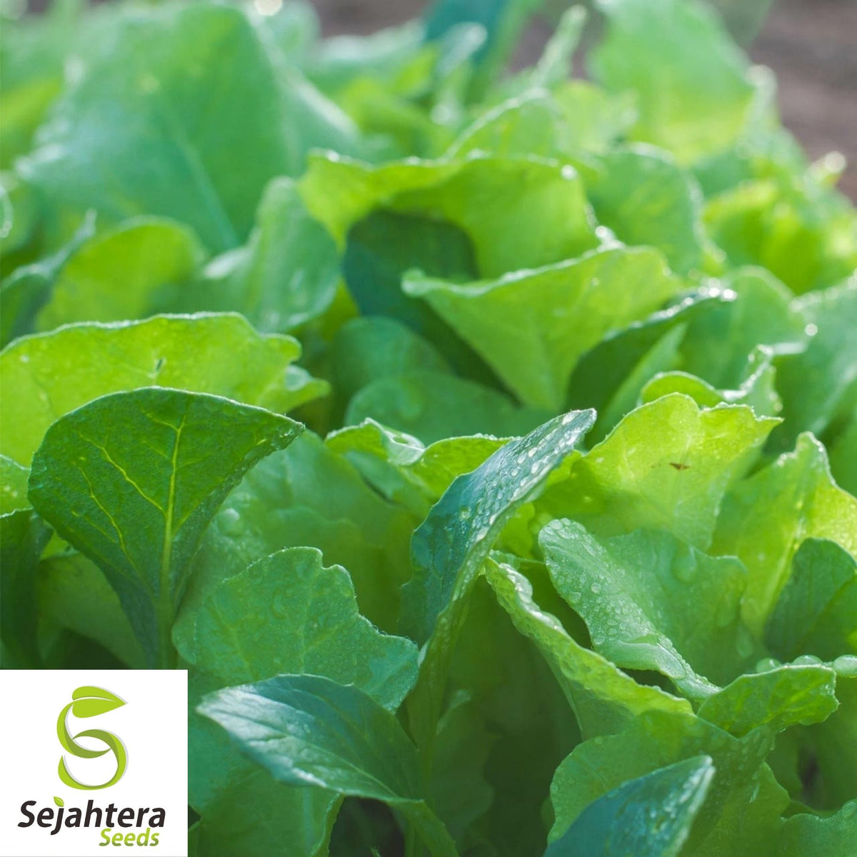 Kale Seeds 500+ | Premier Early Hanover Vegetable NON-GMO USA