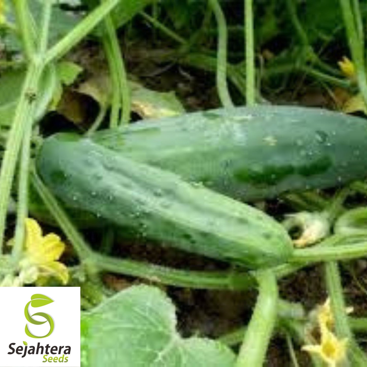 Marketmore 76 Cucumber Seeds - 100+ Heirloom - Organic, Non-GMO & High Yield