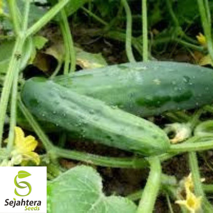 Marketmore 76 Cucumber Seeds - 100+ Heirloom - Organic, Non-GMO & High Yield