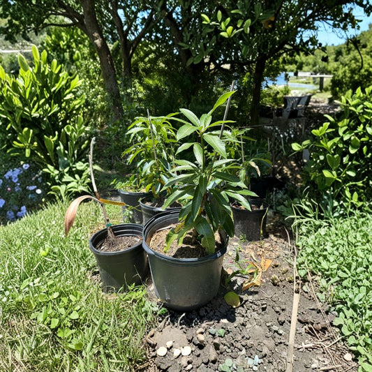 Mallika Dwarf Mango Tree – Mangifera indica Grafted Live Tree | 3–5 Feet Tall | 7 Gallon Size  Cold Hardy to 27°F | Indian Dessert Variety | Container Friendly
