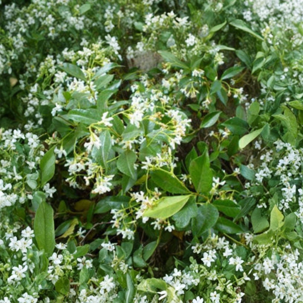 Trachelospermum jasminoides – Star Jasmine Live Plant | 3–4 Feet Tall | Includes 3 Gallon Pot  Highly Fragrant White Blooms | Evergreen Climbing Vine | Perfect for Trellis