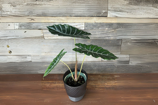 Alocasia X 'Chantrieri' Plant - 4" Pot - Rare Indoor Houseplant - Exotic Green Foliage - Tropical Plant for Home Decor