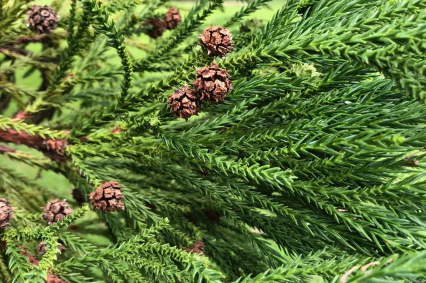 Japanese Cedar Red Sugi (Cryptomeria japonica)