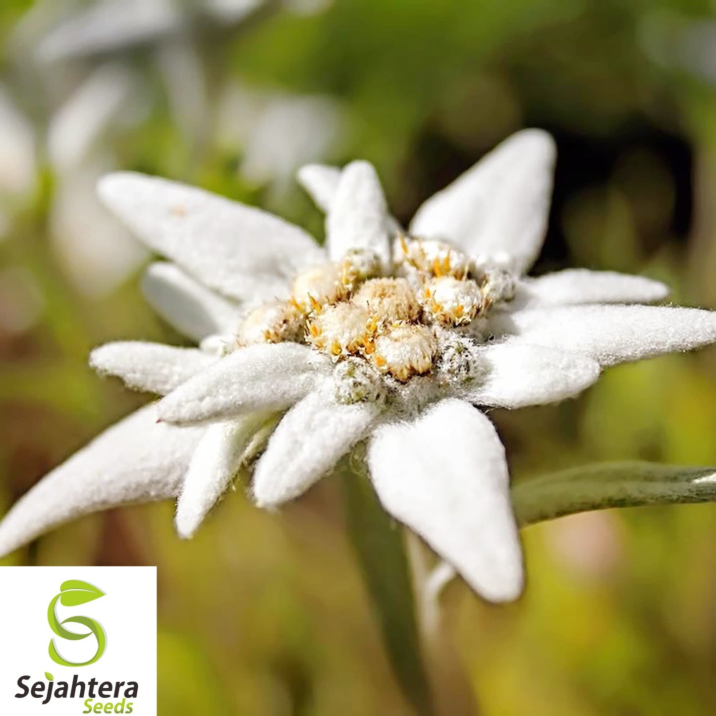 200+ Edelweiss Seeds - Leontopodium Alpinum, Alpine Herb, Heirloom & Hardy