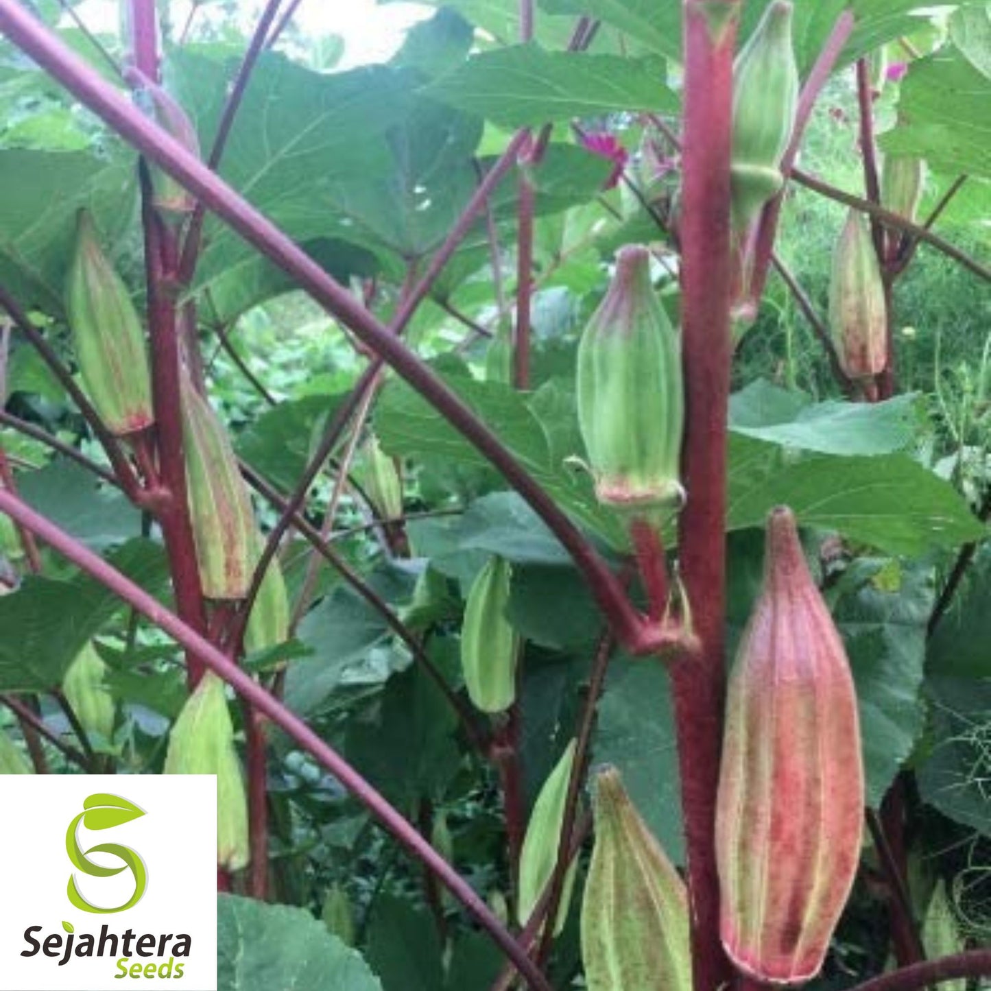 Texas Hill Country Red Okra Seeds - 100+ Heirloom, Non-GMO & High Yield