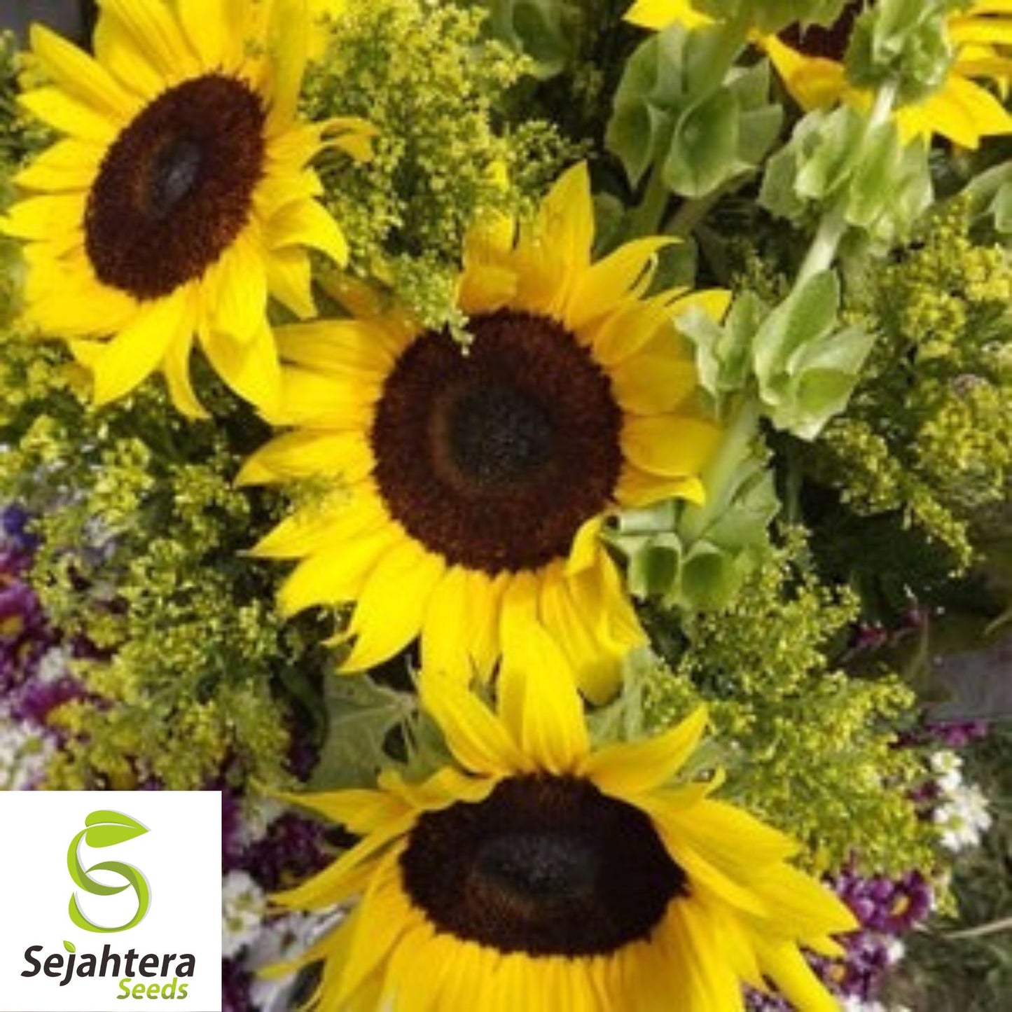 Mammoth Grey Stripe Sunflower Seeds - 25+ Giant, Heirloom, Non-GMO & Fresh
