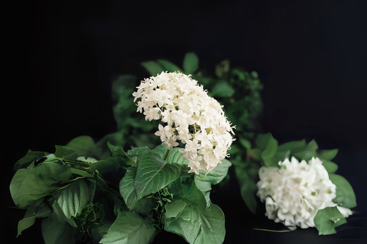 Large White Pentas Plant (4 Pack) - Butterfly & Hummingbird Magnet, Pentas lanceolata, 6in Pot, Vibrant Garden Flowers