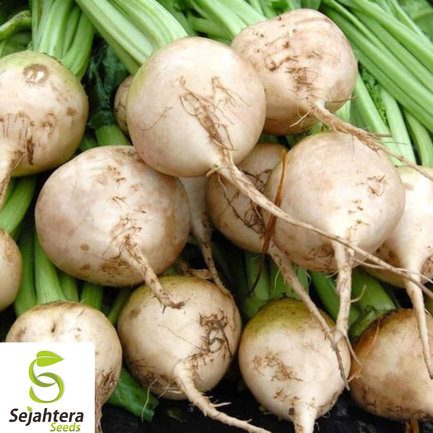 White Albino Beet Seeds – Organic Heirloom, Non-GMO, Fresh for Planting