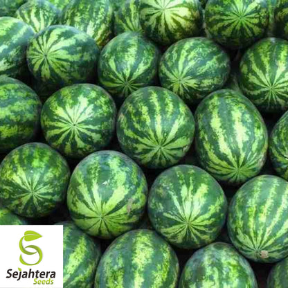 Congo Watermelon Seeds 25 Ct | 35-50 lb Sweet Fruit NON-GMO USA
