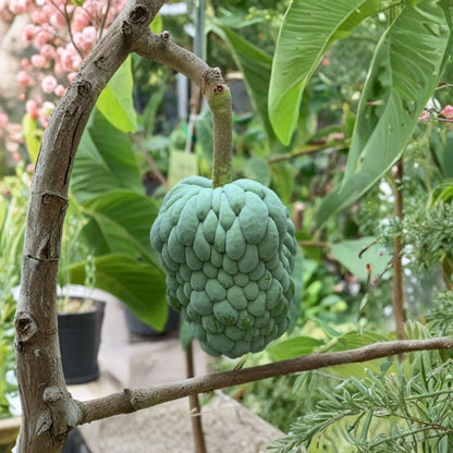 Na Hoàng Hậu Atemoya – Annona atemoya Live Tropical Fruit Tree | 1–2 Feet Tall | Includes 3 Gallon Pot  Premium Vietnamese Variety | Sweet Creamy Flesh | Exotic Fruit