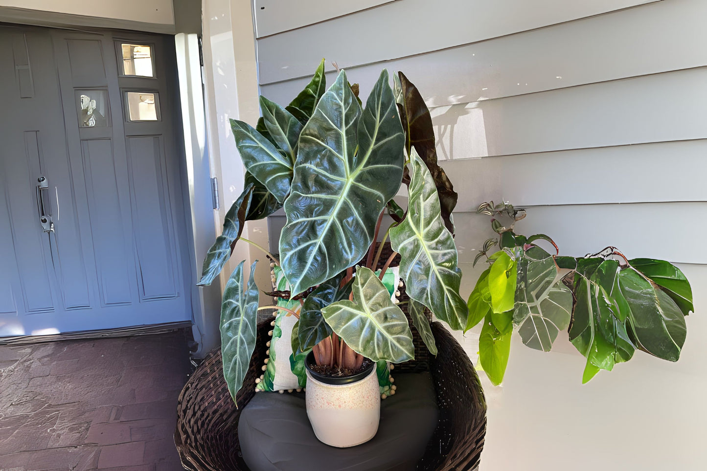 Alocasia Morocco Plant in 6" Pot - Exotic Houseplant, Alocasia sanderiana, Ideal for Indoor Decor and Plant Enthusiasts