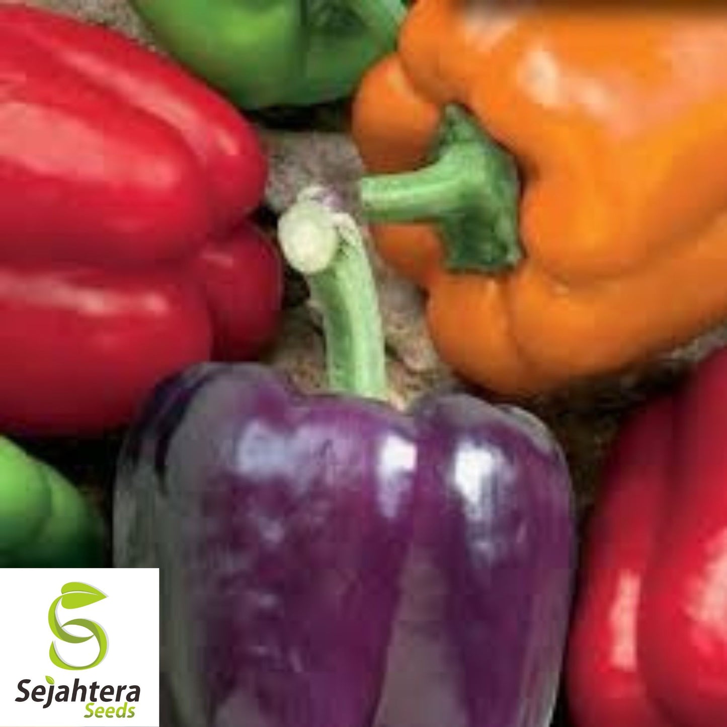 Rainbow Bell Pepper Seeds - 120+ Heirloom Mix - 7 Colors - Organic & Non-GMO