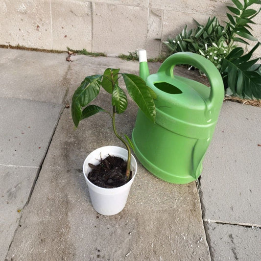 Glenn Mango Tree – Mangifera indica Live Starter Plant | 8–12 Inches Tall | Florida Variety  Sweet Fiberless Mango | Compact & Disease Resistant | Great for Beginners