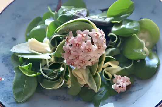 Hoya Carnosa Compacta Plant 4in - Wax Plant, Indian Rope, Trailing Houseplant, Easy Care, Indoor Plant, Hoya Compacta