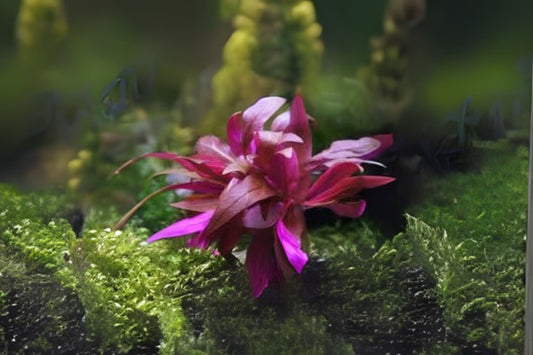 Alternanthera reineckii Rosanervig 3.5 oz Freshwater Plant | Scarlet Temple Ruby Red Aquatic Plant for Aquariums