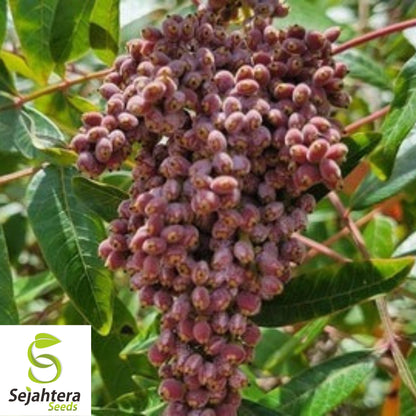 Konza Fragrant Sumac Seeds {Rhus aromatica Konza} 20 Seeds