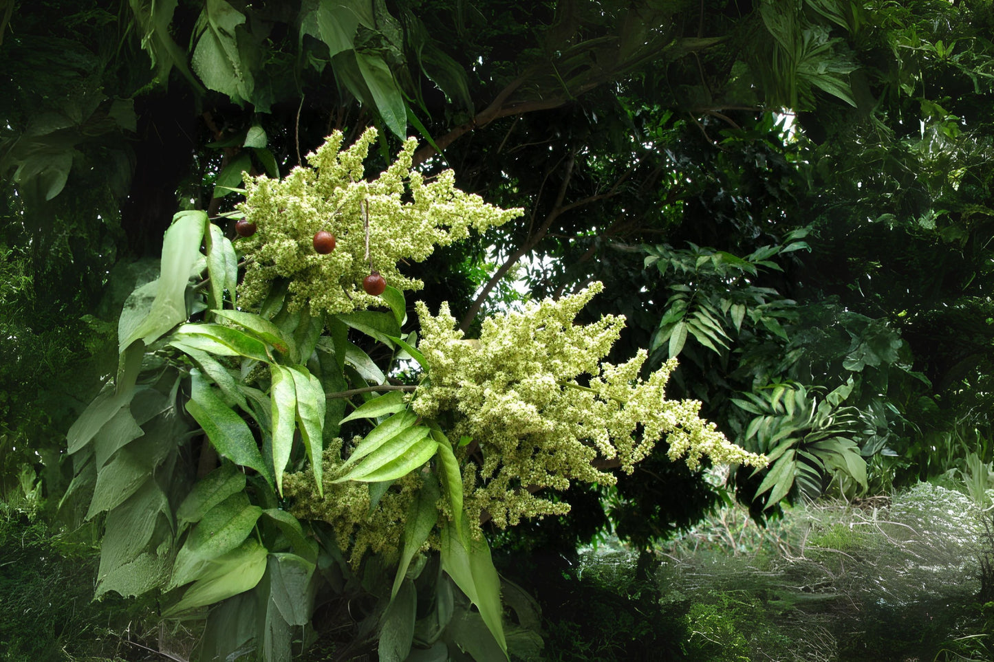 Wingleaf Soapberry (Sapindus saponaria)