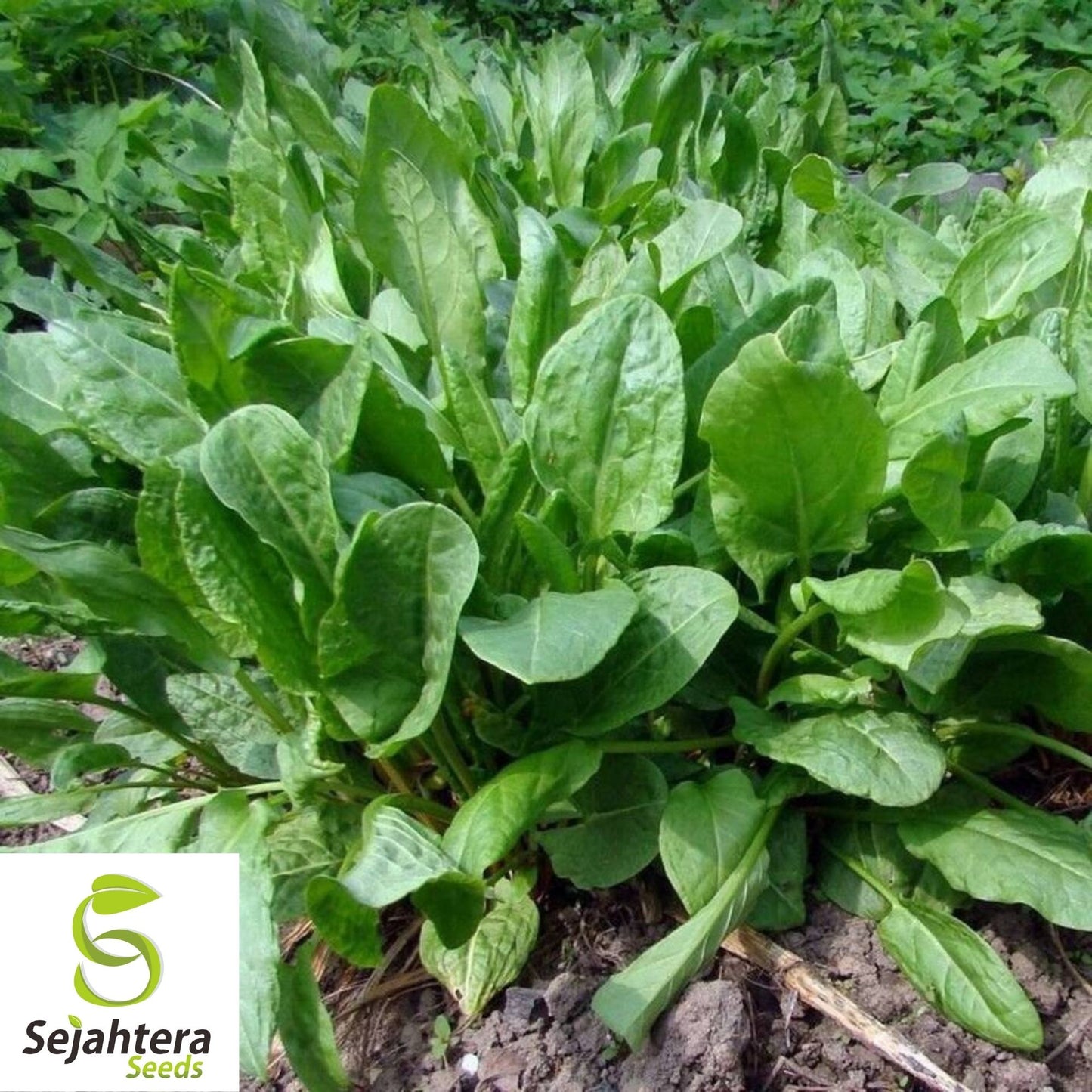 Sorrel Seeds 300+ | Broadleaf Herb Heirloom Perennial NON-GMO Garden USA