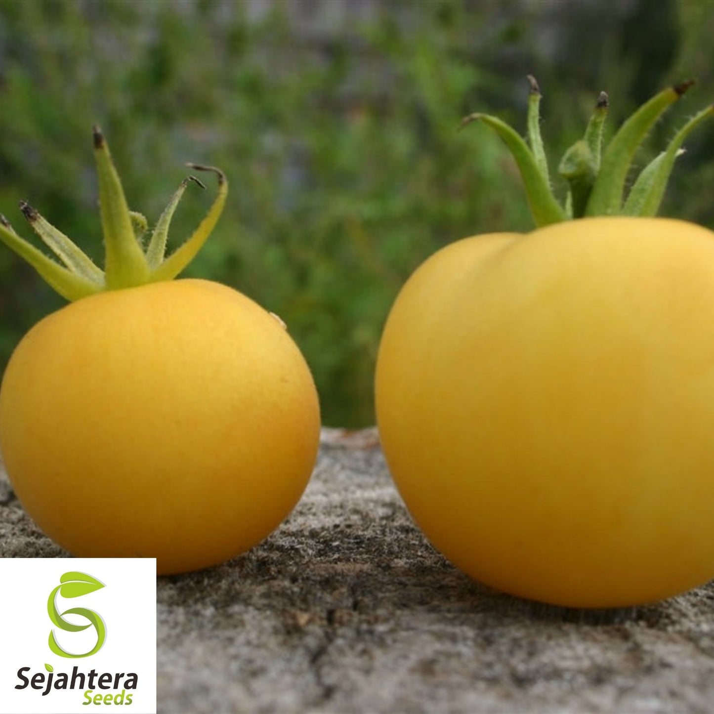 30 Garden Peach Tomato Seeds - Non-GMO, Unique & Sweet Heirloom Variety