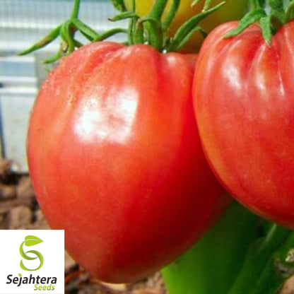 30 Pink Oxheart Tomato Seeds - Non-GMO, Sweet & Juicy Heirloom Variety