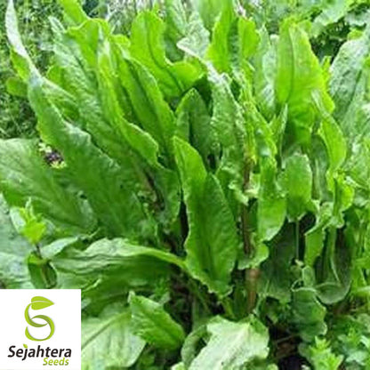 Sorrel Seeds 300+ | Broadleaf Herb Heirloom Perennial NON-GMO Garden USA