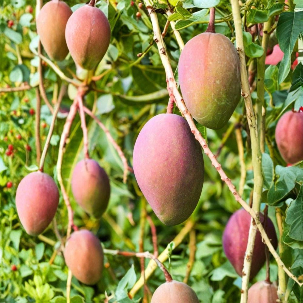 Glenn Mango Tree – Mangifera indica Live Starter Plant | 8–12 Inches Tall | Florida Variety  Sweet Fiberless Mango | Compact & Disease Resistant | Great for Beginners