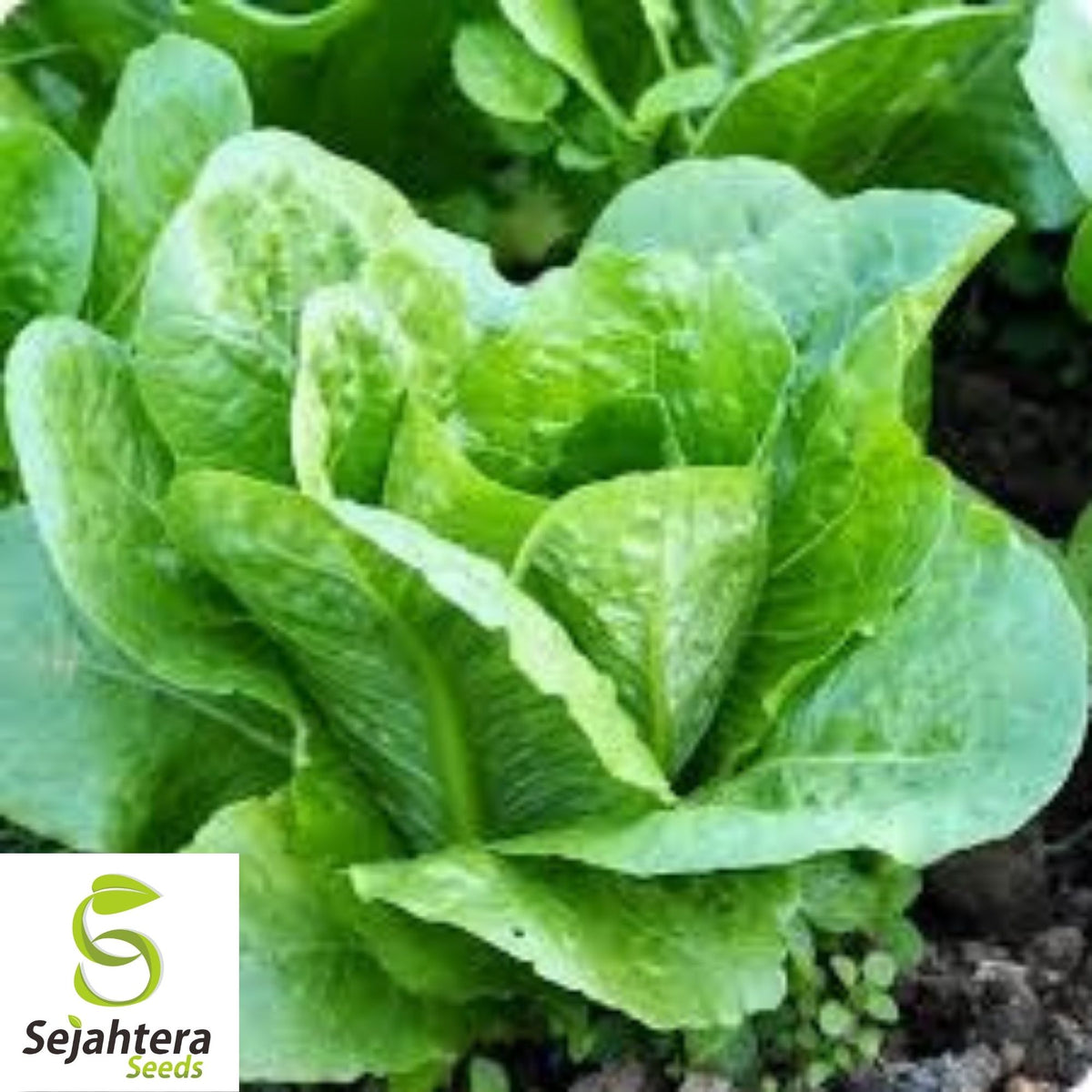 Parris Island Cos Romaine Lettuce Seeds 600+ | Crisp Vegetable NON-GMO USA