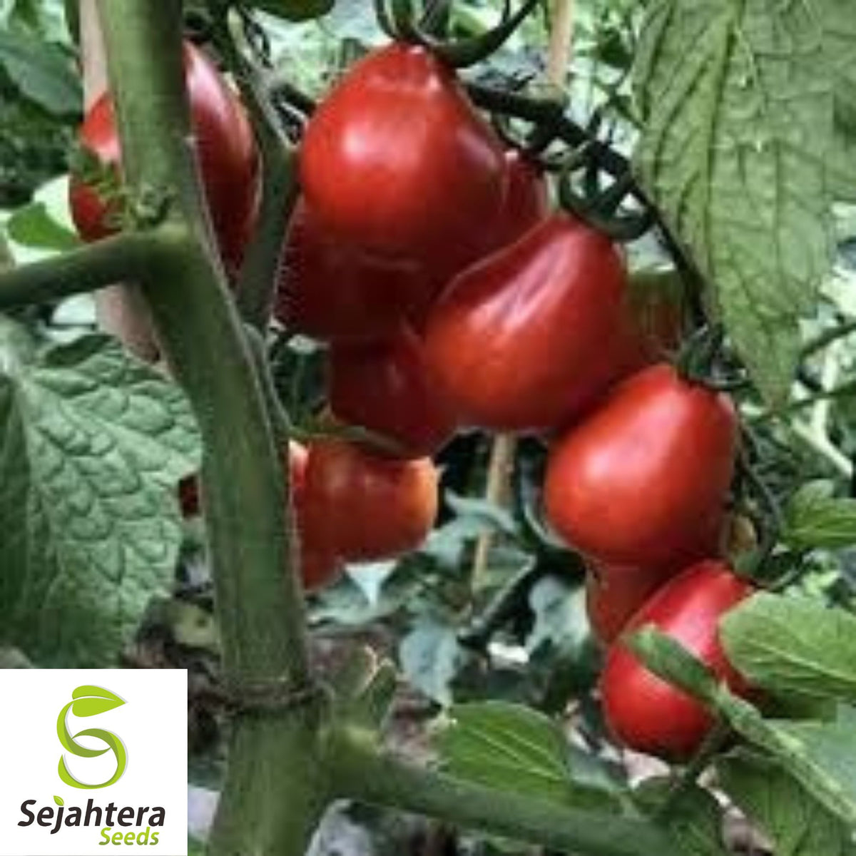 Napoli Tomato Seeds - 120+ Heirloom - Organic, Non-GMO & Fresh