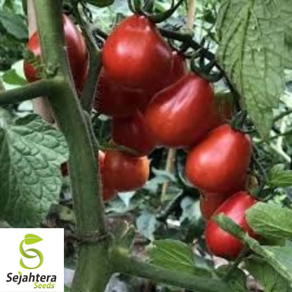 Napoli Tomato Seeds - 120+ Heirloom - Organic, Non-GMO & Fresh