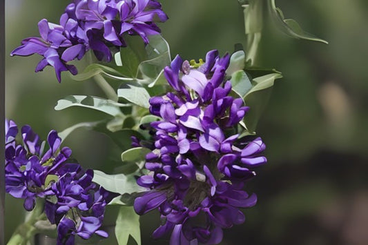 Texas Mountain Laurel Tree Seeds (10) - Dermatophyllum secundiflorum - Fragrant Grape Kool-Aid Scented Blooms