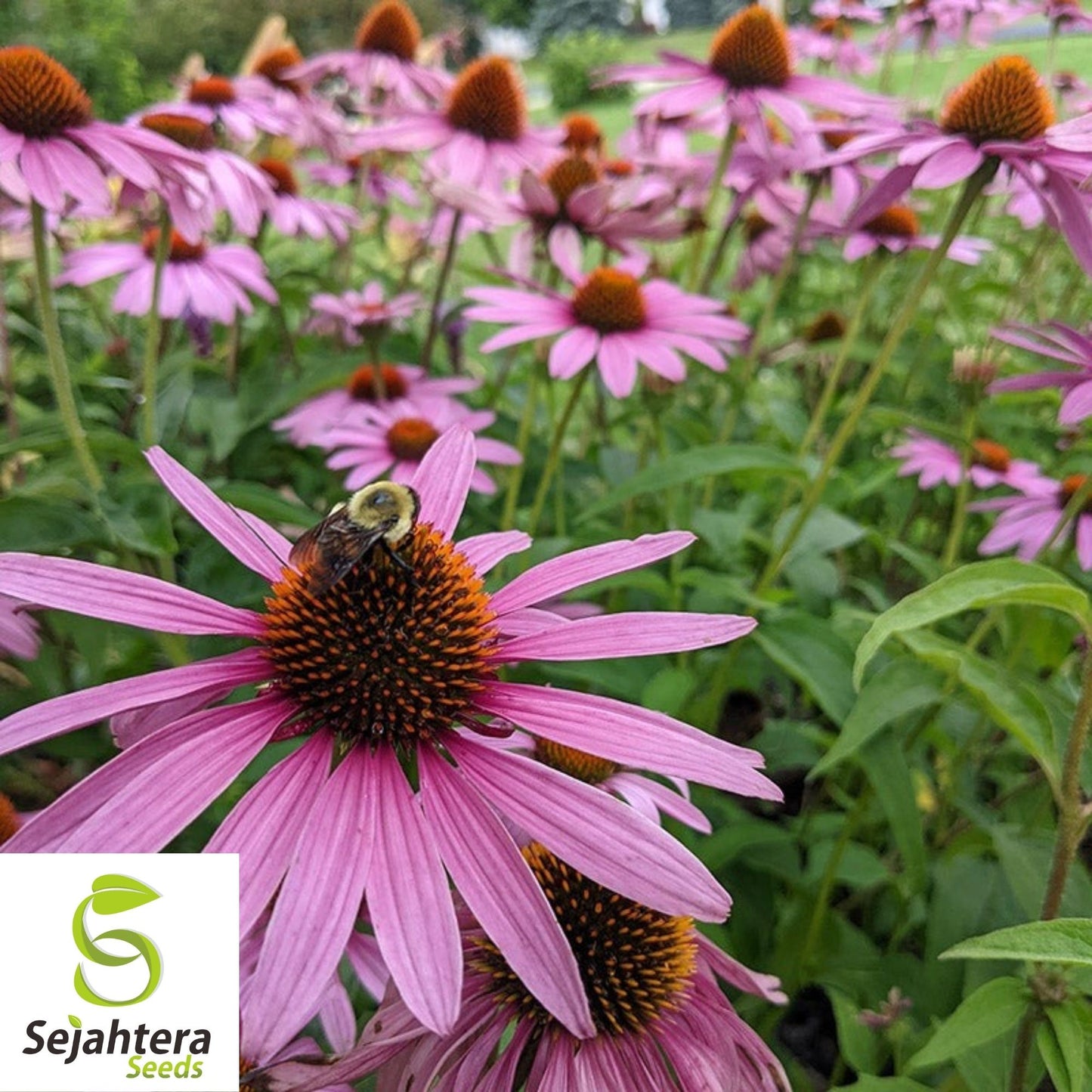 Purple Coneflower Seeds 200+ | Echinacea Perennial Wildflower NON-GMO USA