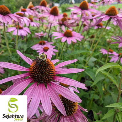 Purple Coneflower Seeds 200+ | Echinacea Perennial Wildflower NON-GMO USA