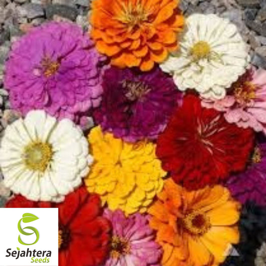 California Giant Zinnia Seeds - 1000+ Heirloom Mix - Bright & Pollinator-Friendly