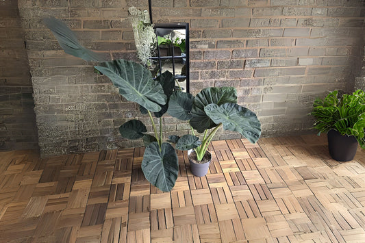 Alocasia Regal Shield Plant in 6 Inch Pot - Exotic Houseplant, Alocasia micholitziana - Perfect for Indoor Decor