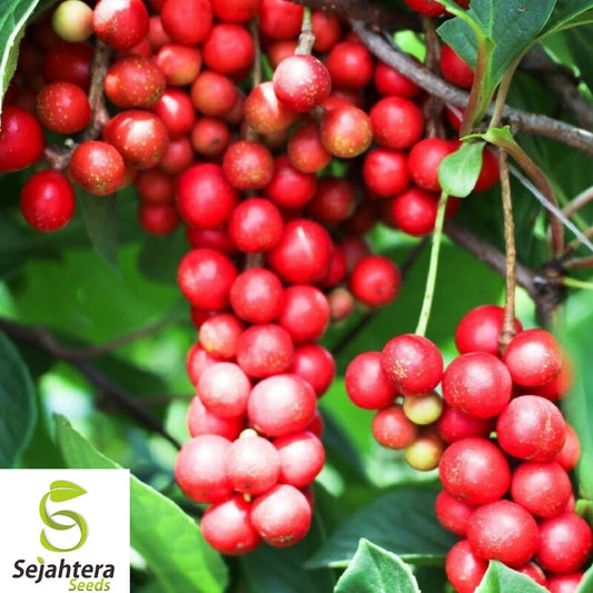 10+ Magnolia Vine Seeds - Schisandra Sphenanthera, Organic, Rare & Medicinal