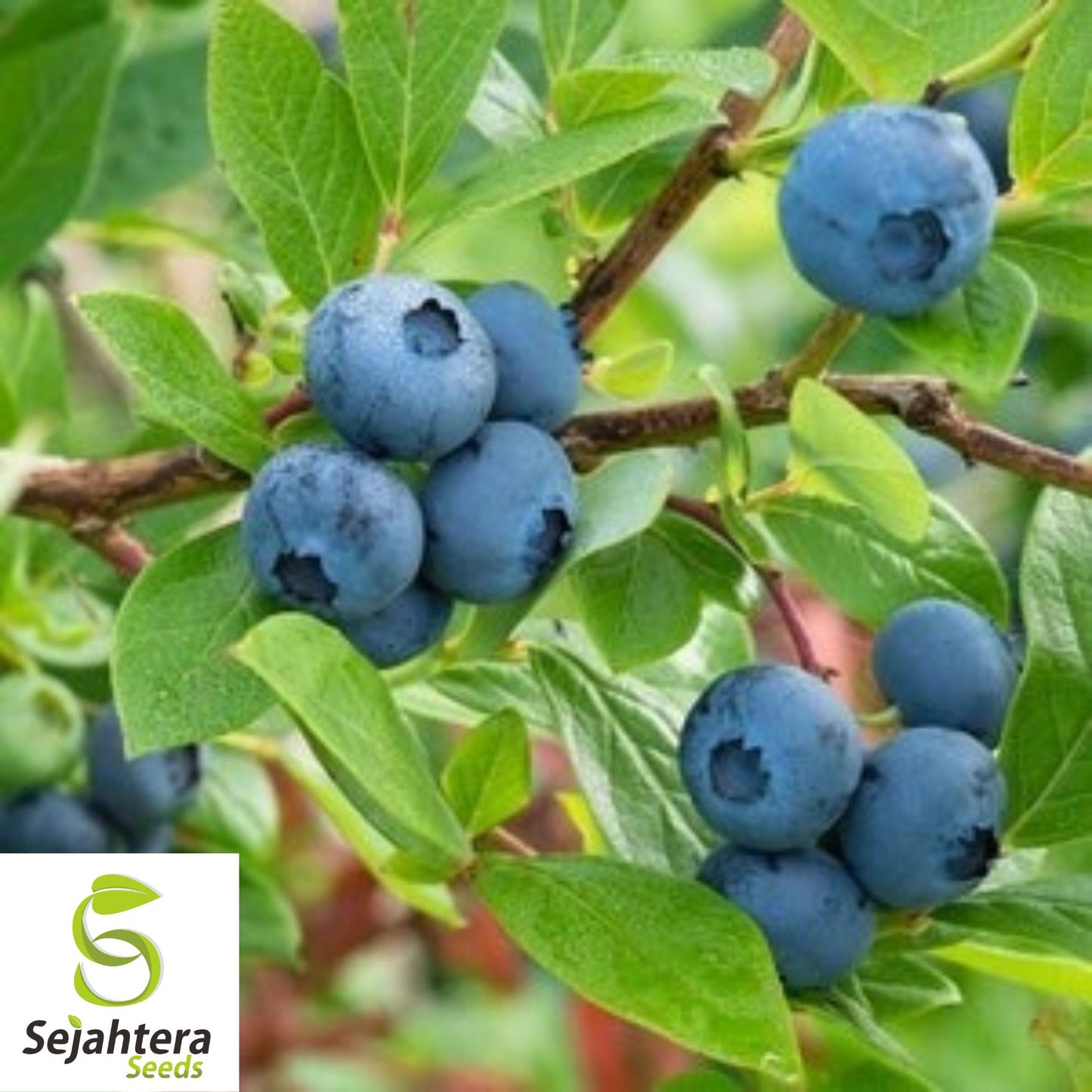 Black Gold Huckleberry Seeds {Vaccinium membranaceum} 30+ Seeds