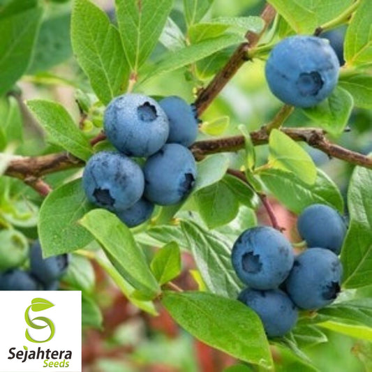 Black Gold Huckleberry Seeds {Vaccinium membranaceum} 30+ Seeds