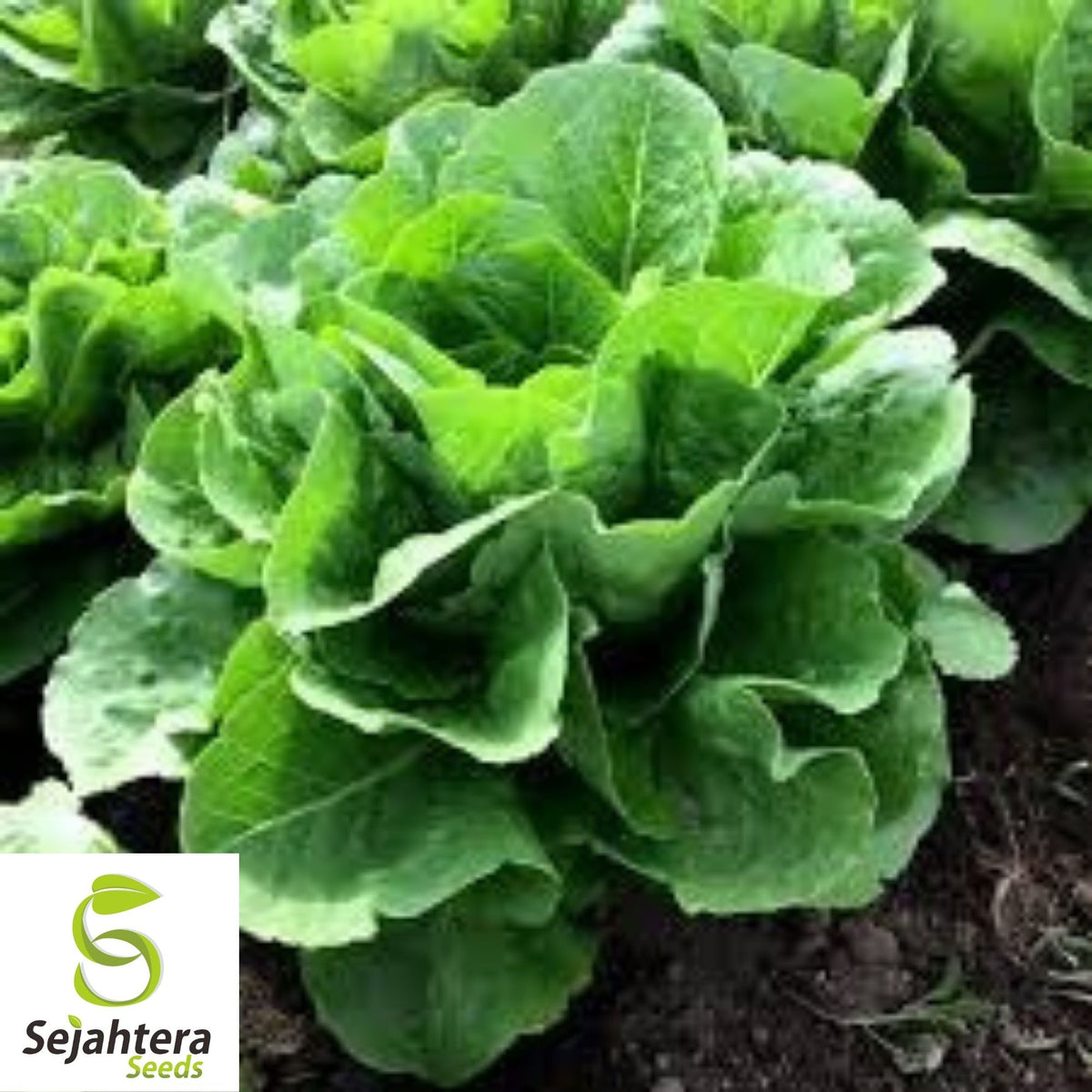 Parris Island Cos Romaine Lettuce Seeds 600+ | Crisp Vegetable NON-GMO USA