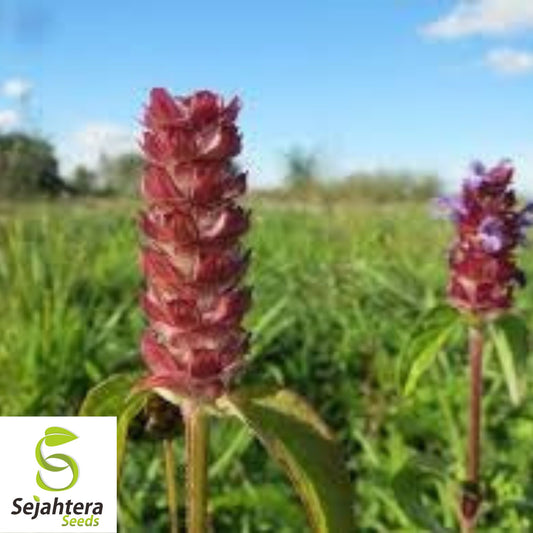 200 Heal All Medicinal Herb Seeds {Prunella vulgaris} Self-Heal, All-Heal