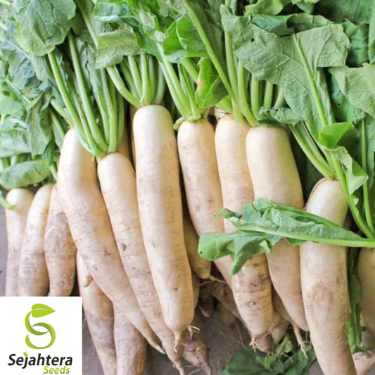 100+ Daikon Radish Seeds - Japanese Minowase, Heirloom, Organic, Non-GMO & Fresh