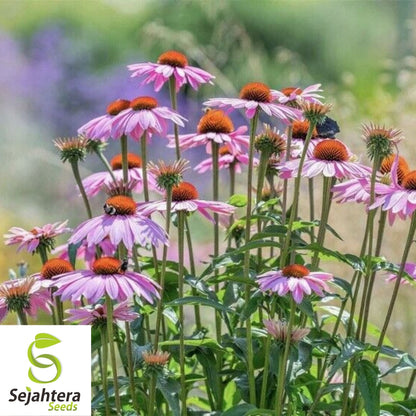 Purple Coneflower Seeds 200+ | Echinacea Perennial Wildflower NON-GMO USA