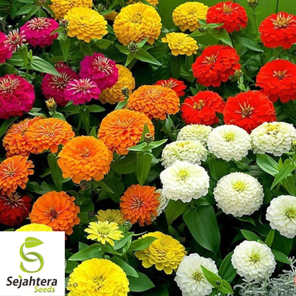 California Giant Zinnia Seeds - 1000+ Heirloom Mix - Bright & Pollinator-Friendly