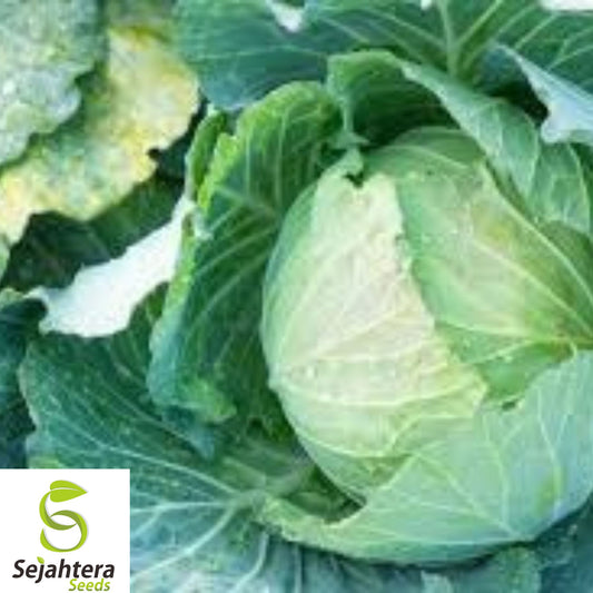 400+ Danish Ballhead Cabbage Seeds - Heirloom, Non-GMO, Cold-Hardy & High-Yield
