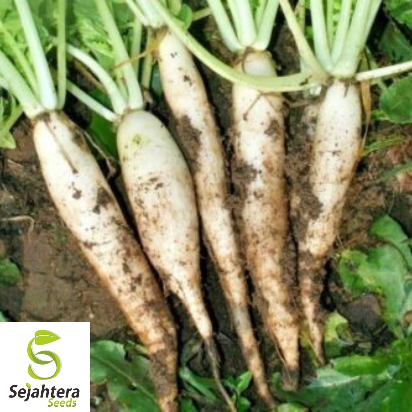 White Icicle Radish Seeds - 100+ Heirloom, Organic, Non-GMO, Crisp & Rare