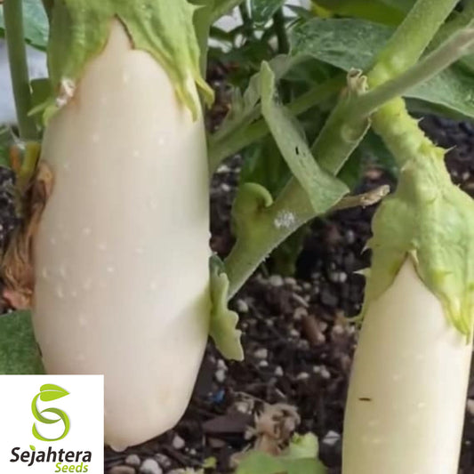 50+ Casper White Eggplant Seeds - Heirloom, Organic, Non-GMO, Rare & Mild Flavor