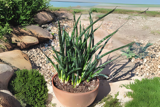 Sansevieria Fernwood Mikado Plant - 4" Pot - Snake Plant - Sansevieria trifasciata - Indoor Air Purifying Houseplant